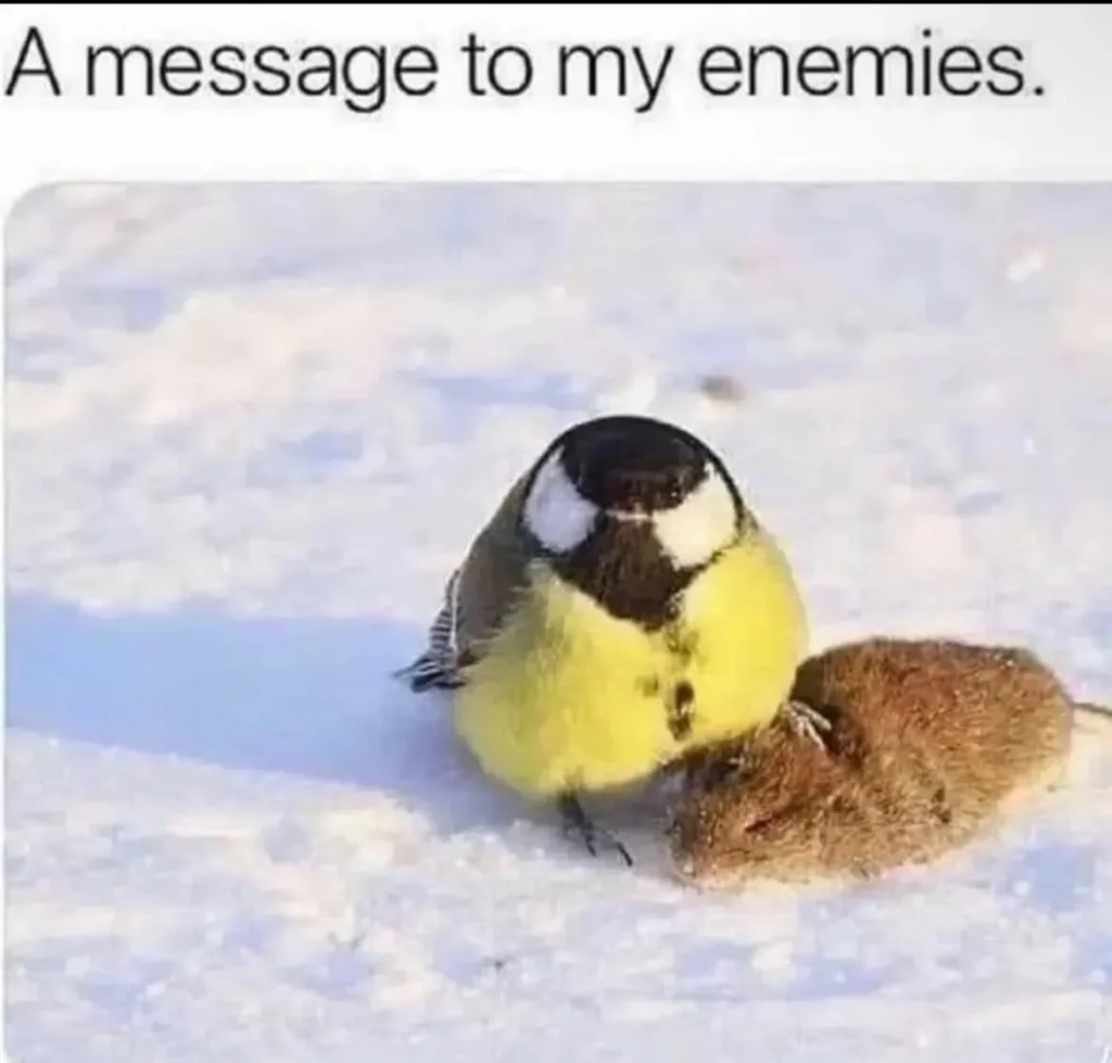 little bird image 